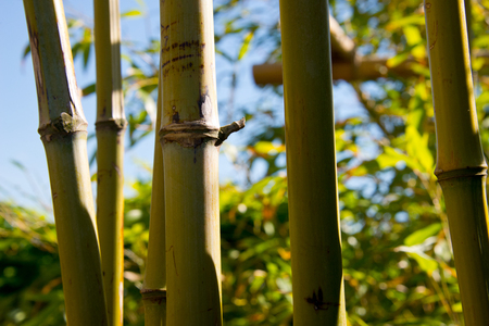 bamboo thicket, shoots, leafs and fenceの写真素材