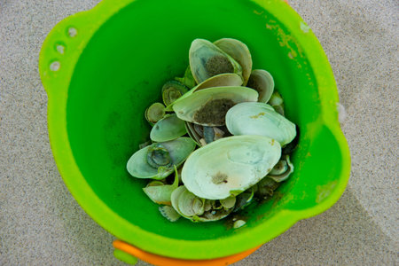 sand bucket with sea shells on baltic sea beach