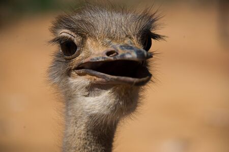 portrait of ostrich (struthio camelus) on ostrich farm in oudtshoorn, south africaの写真素材