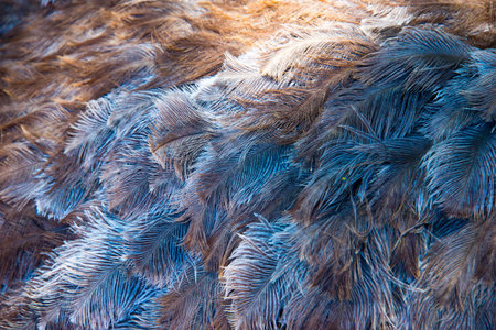 pattern of ostrich plumage on ostrich farm in oudtshoorn, south africa