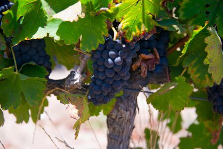 ripe red grapes and leaves on vine before harvest, vineyard in stellenbosch, south africaの写真素材