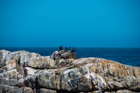 colony of black oystercatcher (haematopus bachmani) in Hermanus, South Africaの写真素材