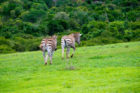 zebra in schotia private game reserve near addo national park, south africaの写真素材
