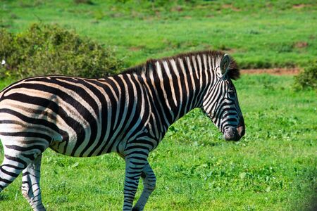 zebra in schotia private game reserve near addo national park, south africaの写真素材