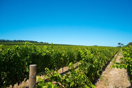 rows of vines in stellenbosch vineyard, south africaの写真素材