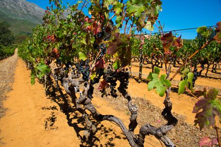 rows of vines in stellenbosch vineyard, south africaの写真素材