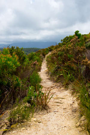 Footpath in Garden Route National Park, Tsitsikamma Section, near Storms River, Eastern Cape, South Africaの写真素材