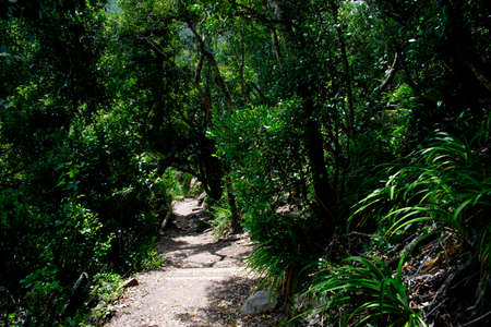 Footpath in Garden Route National Park, Tsitsikamma Section, near Storms River, Eastern Cape, South Africaの写真素材