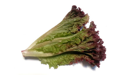 Red Oak Lettuce on the white background, saladの写真素材