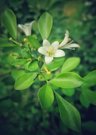White Jasmine orange blooming in the garden. Andaman satinwood, Murraya paniculata. white flower.の写真素材