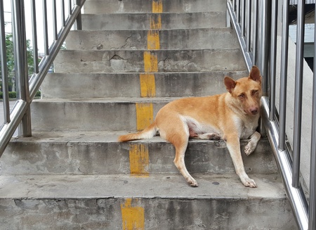Stray dogs female  brown-haired.Dogs living on a flyover. Homeless dogs Positive strayÂ の写真素材