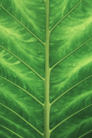 Texture,water drop and stripes of green foliage.Â の写真素材