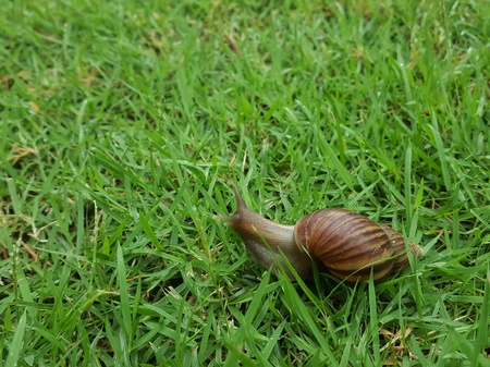Snails crawl moving slowly on grass in the garden.の写真素材