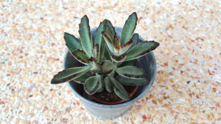 Panda Plant,Kalanchoe tomentosa in zinc pot on terrazzo floor. Succulent plants in small pot,houseplant, cactusの写真素材