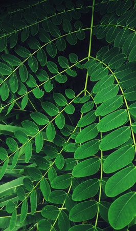 Green foliage on background.Pattern leves and nature green.の写真素材
