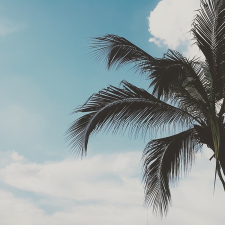 White cloud and blue sky  background of coconut tree,wallpaper, air,の写真素材