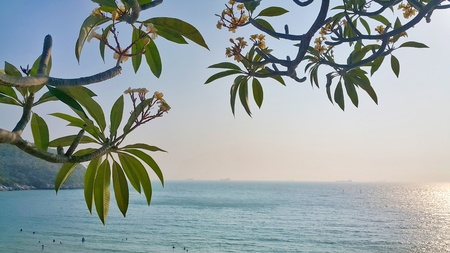 Frangipani trees on the sea and sky background and  sunshine ,vintage style,view,wallpaper, background, scenery,summerの写真素材