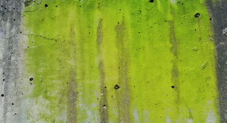 cement wall with green lichens ,The wall is cracked ann old dirty wall. ( photo intended : contrast) texture,backgroundの写真素材