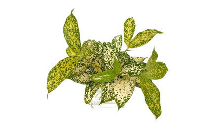 Gold-dust dracaena in square glass vase filled with water isolated on white background.Dracaena...