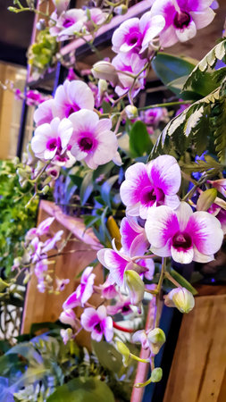 Beautiful Dendrobium orchids flower blooming.の写真素材