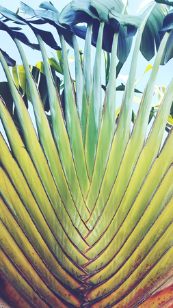 Ravenala madagascariensisÂ pattern.Travellers palm texture. Spread outの写真素材