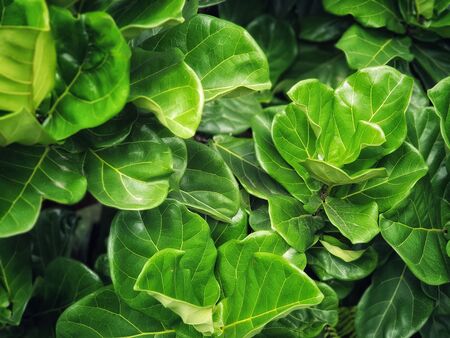 Fiddle Fig is a tropical plant in the Banyan family.Ficus Lyrata.green nature wallpaper.Large green leaves backgroundの写真素材