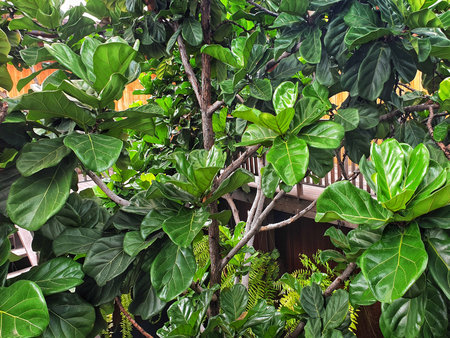Fiddle Fig is a tropical plant in the Banyan family.Ficus Lyrata.green nature wallpaper.Large green...