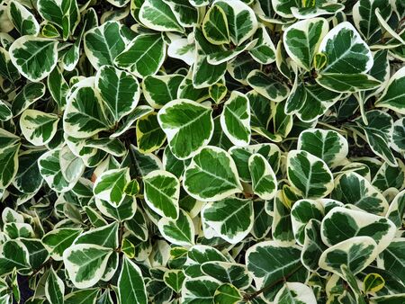 Leaves of Mistletoe fig have green color with white edges.Mistletoe rubber plant background.Is an ornamental plant,easy to grow ,suitable for planting in pots.Ficus deltoidea Jack f. variegata.の写真素材