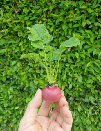 Hand of women picking a radish isolated on grass background with copy space. Â Raphanus sativusÂ L. var.Â radiculaの写真素材