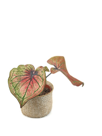 Caladium in a potted isolated on white background with copy space.Caladium bicolor,Â ARACEAE.Herbaceous plant there is a tuber that collects food underground.It is commonly grown asの写真素材