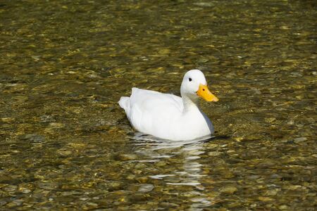 White duck on waterの写真素材
