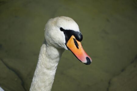 closeup swan head with water in backgroundの写真素材