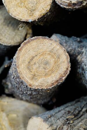 Piece of wood with tree ringsの写真素材