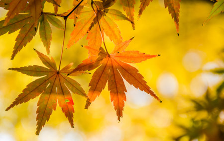 Autumn