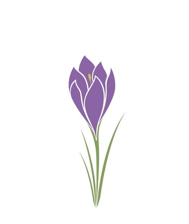 crocus flower hand drawn isolated vector image. spring floral element for designのイラスト素材
