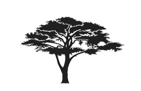 acacia tree silhouette. australian and african tree. nature and landscape design elementのイラスト素材