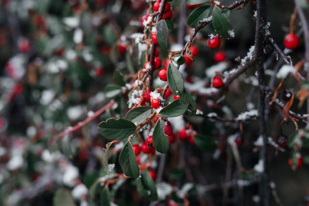 The red berries, which crash on the bushes, click with snow in winter. Horizontal background for...