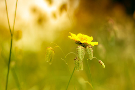 Close-up shot of a daisy flower on sunsetの写真素材