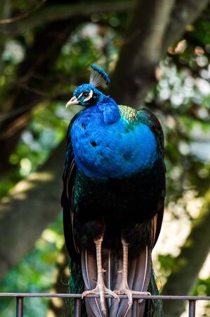Wild peacock posing for the cameraの写真素材