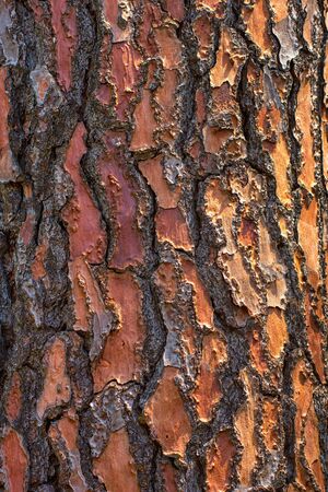 Tree texture backgroundの写真素材