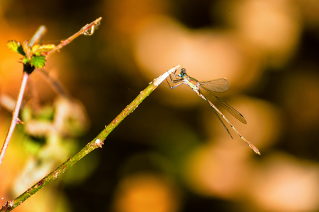 Dragonfly resting on a small tree branch with a blurry backgroundの写真素材