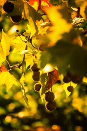 Platanus seeds hanging in a tree by the golden hourの写真素材