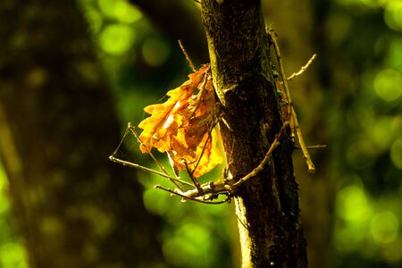 Autumn brown leafs on a oak tree on the afternoonの写真素材