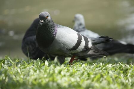 pigeonの写真素材