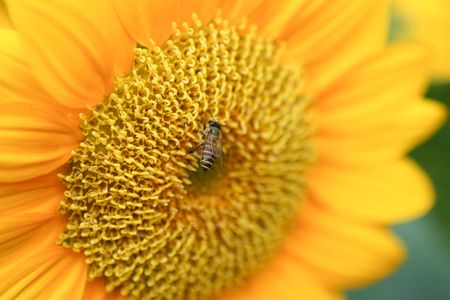 Bee and sunflowerの写真素材