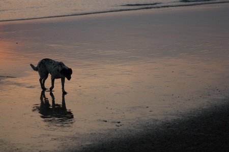jogging dog on the beach in the eveningの写真素材