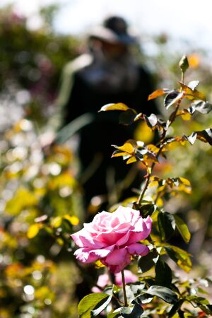 A man watering in rose gardenの写真素材