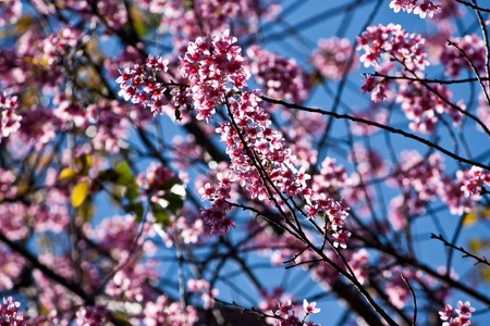 Thai sakura