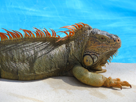 Image of a colorful iguana relaxing by the pool.の写真素材