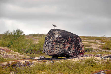 Polar bird on a rockの写真素材